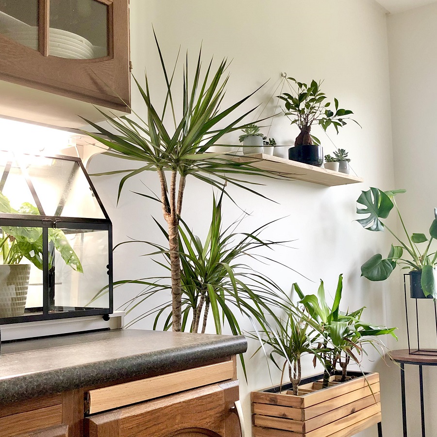 kitchen plants ideas
